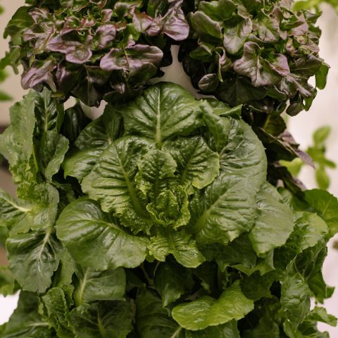 A close-up shot of leafy greens growing around a white pillar.