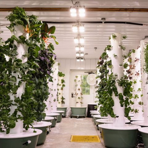 Wide-angle shot of two columns of white pillars with leafy greens growing around them.