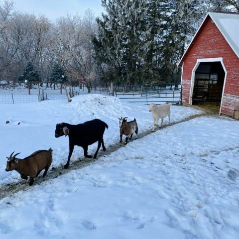 Four goats walk in a single file line on a path through the snow.