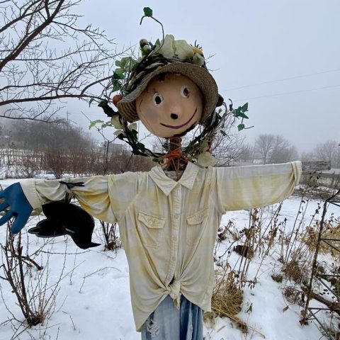 Picture of a scarecrow decorated seasonally in the snow.