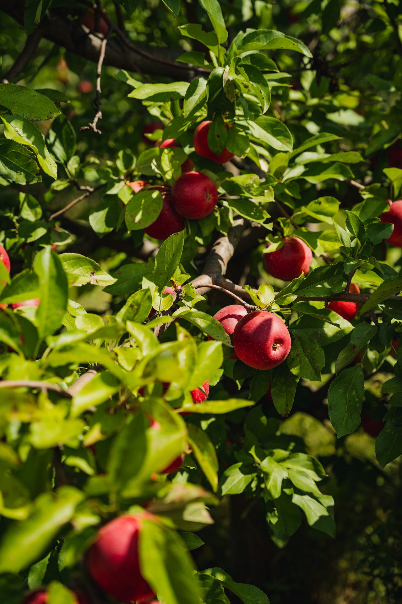 Red apples on the tree with lots of green leaves,