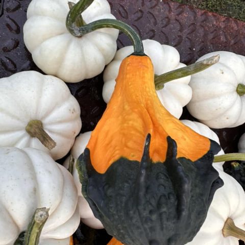 Small white pumpkins and mixed orange and dark green gourds.