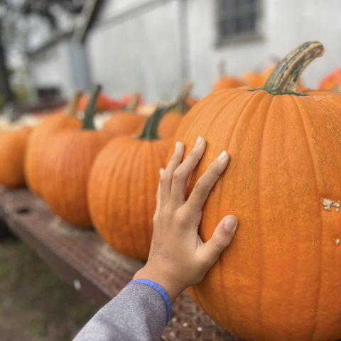 A row of orange pumpkins with a hand touching one of them.