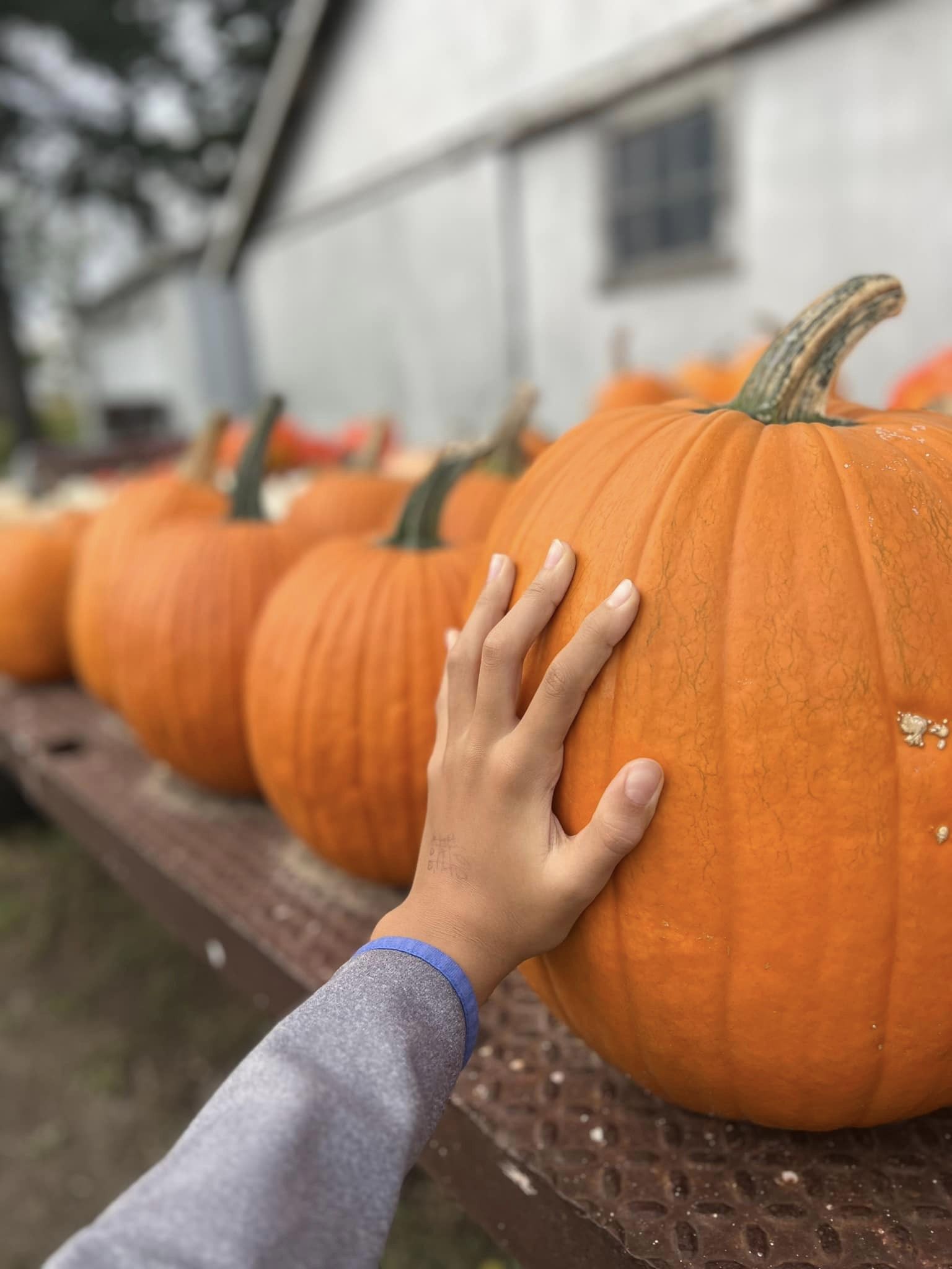 A row of orange pumpkins with a hand touching one of them.