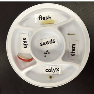 A picture of a plate with labels for different parts of an apple.