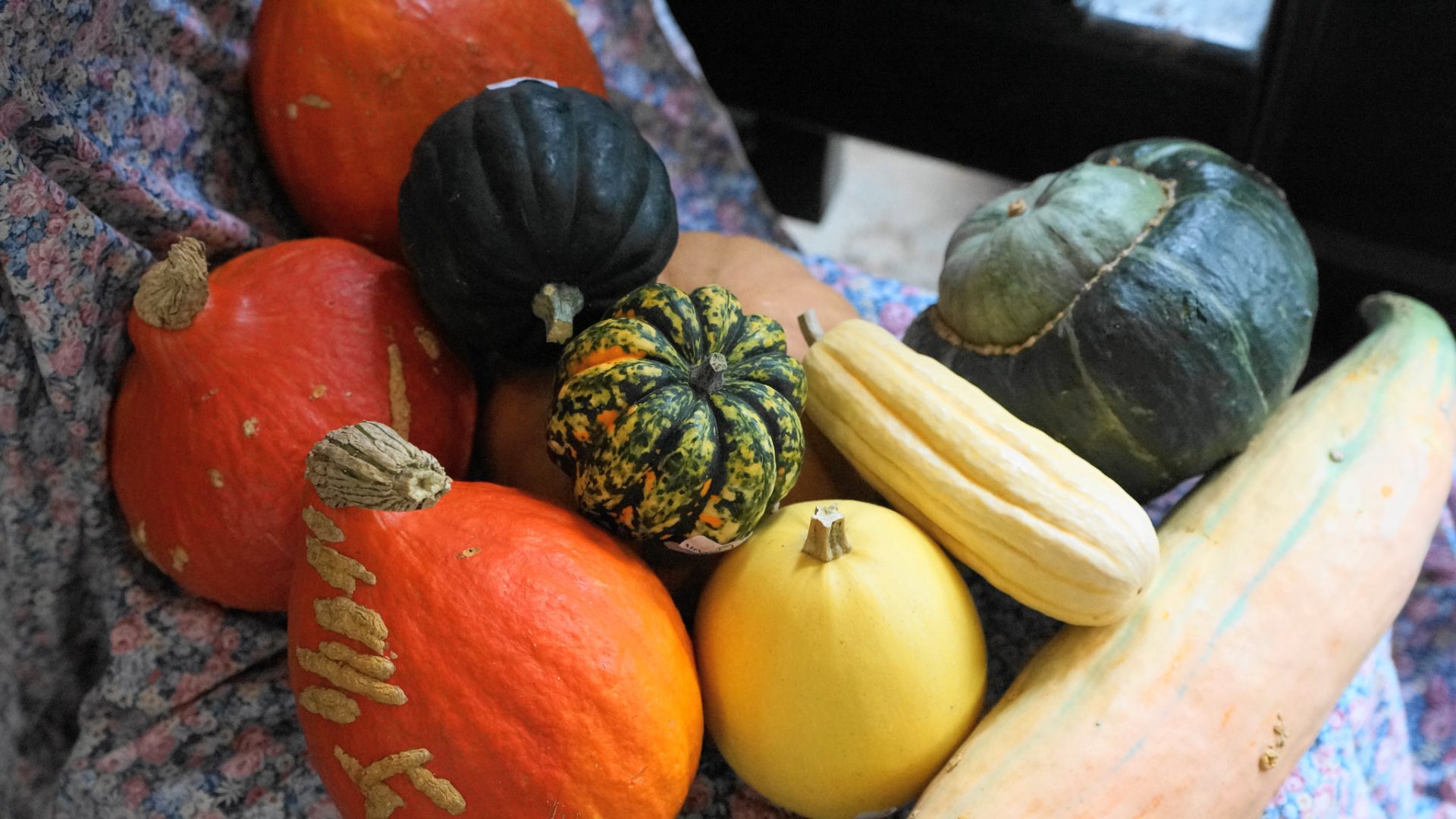 An array of pumpkins, acorn squash, and other winter squashes on top of each other against a fabric background.