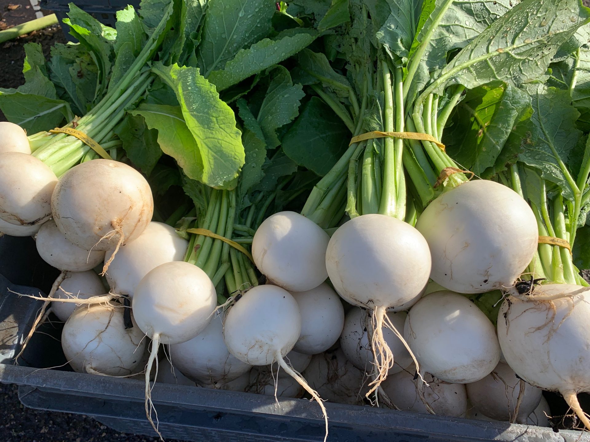 Several bunches of white parsnips lay in a crate.