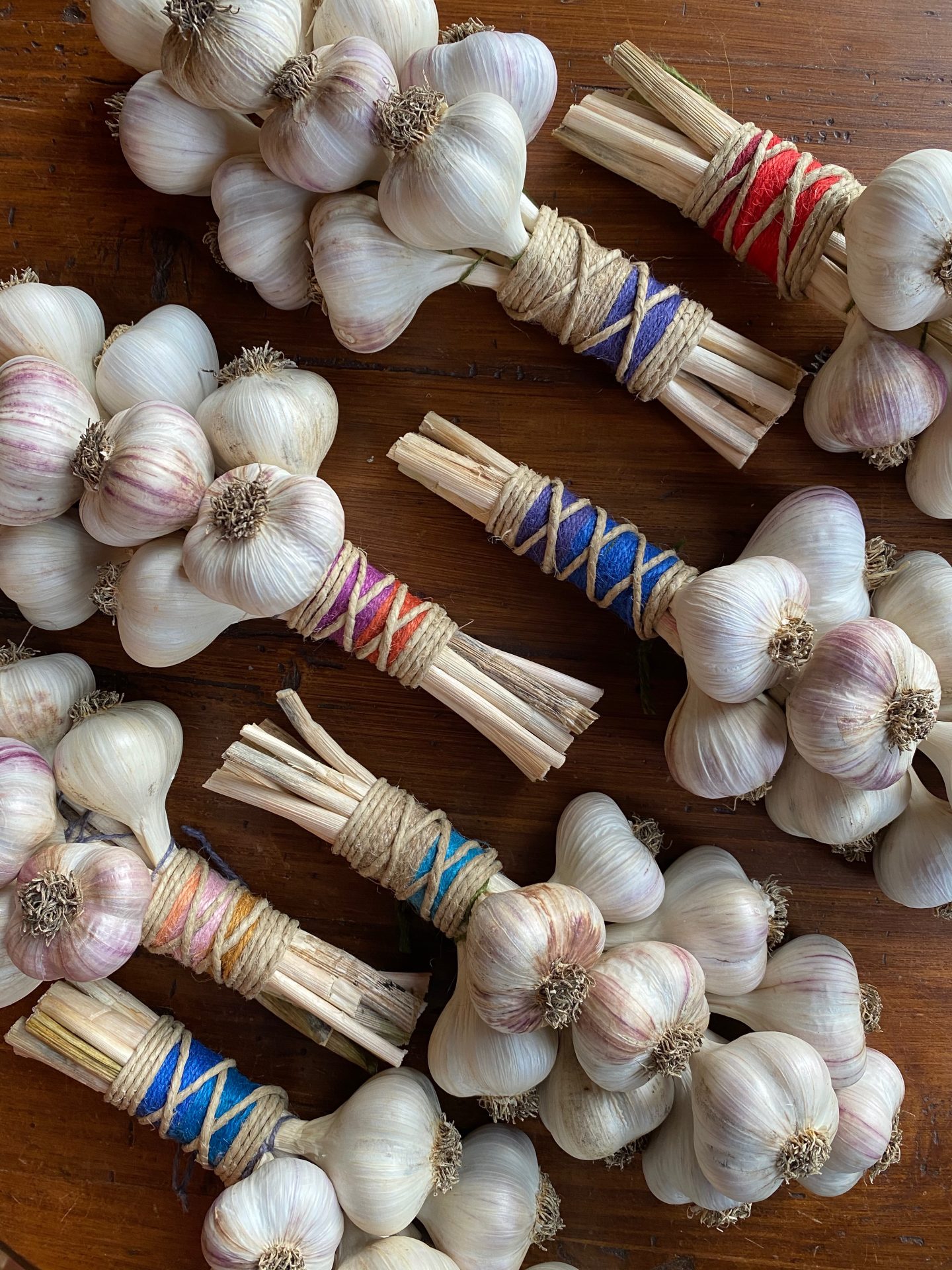 Six bunches of garlic with long stems tied together with blue, red, pink, purple, and orange string.