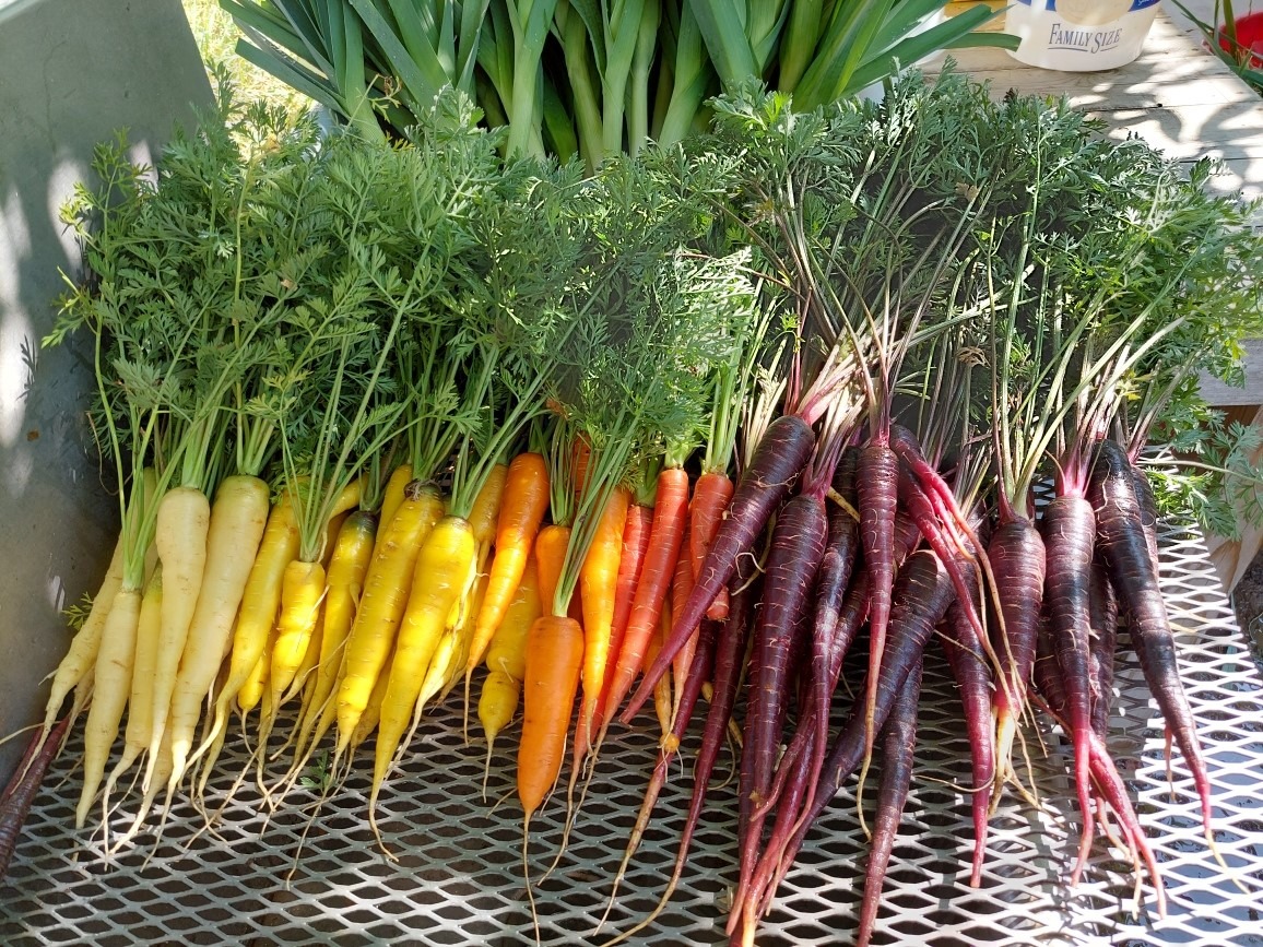 A gradient array of purple, orange, yellow, and white carrots on a metal rack.