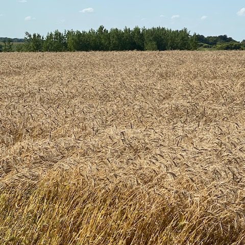 Picture of a large wheat field