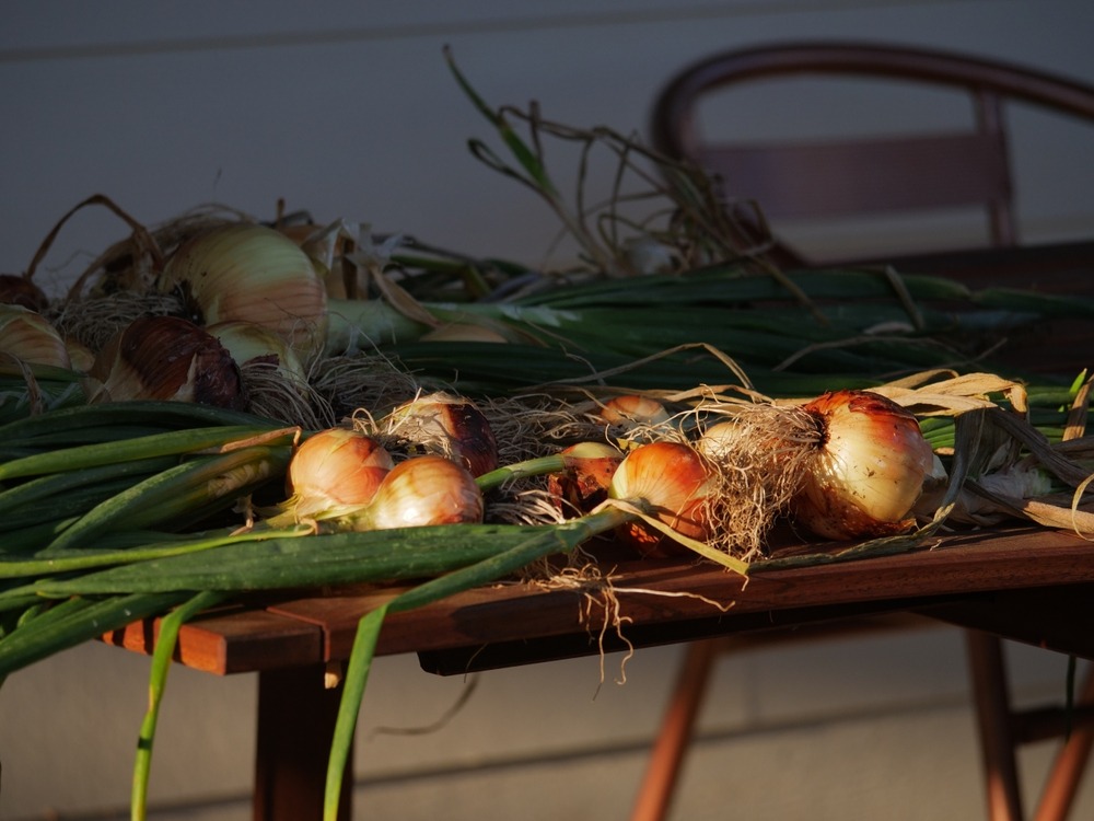 Onions curing in the sun