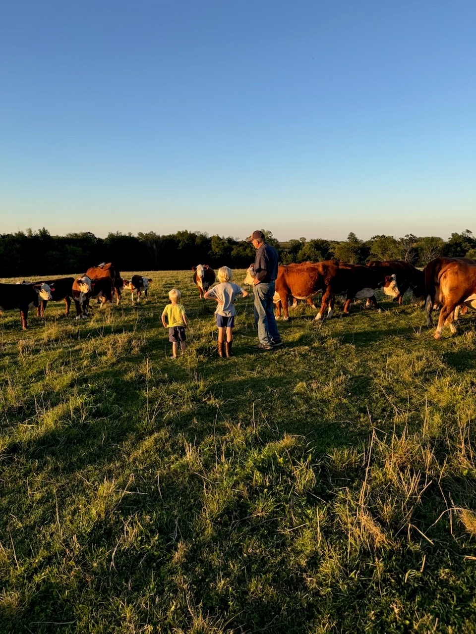 A grandfather farmer with grandchildren in a field with hereford cattle.