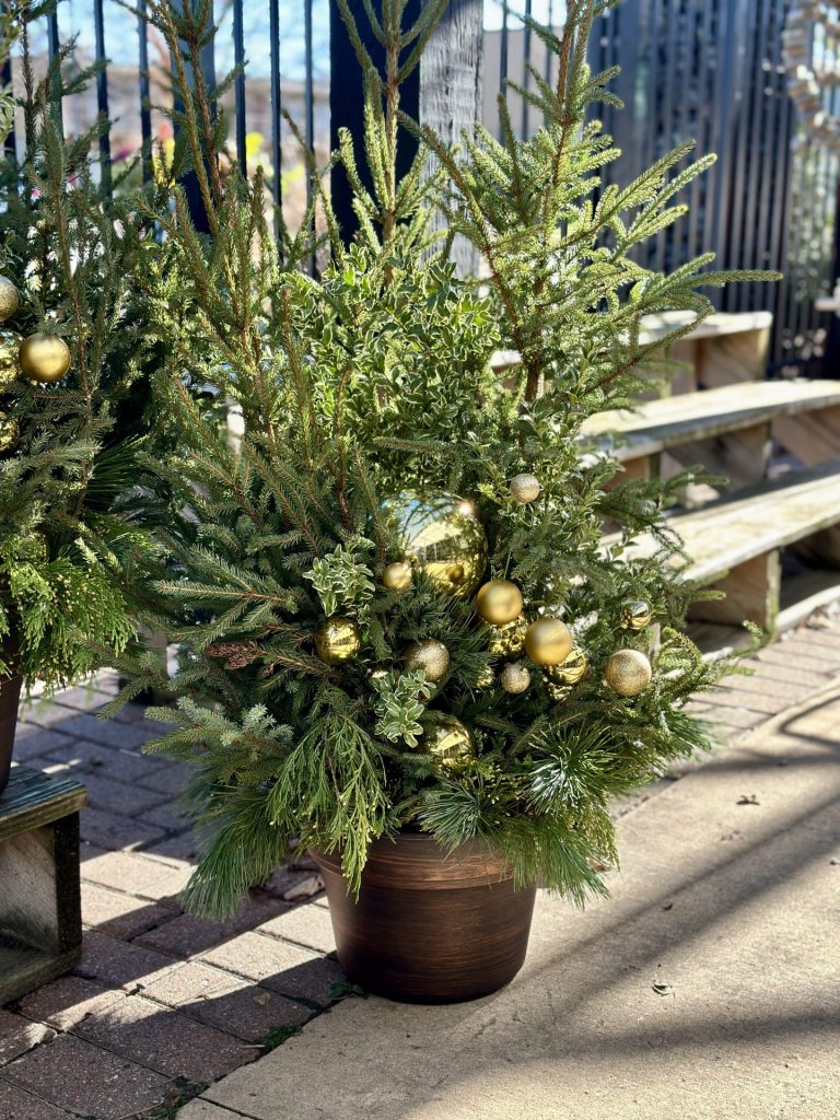 A decorative pot with spruce tips and gold ornaments.