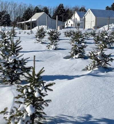 Picture of young pine trees in the snow under a blue sky.