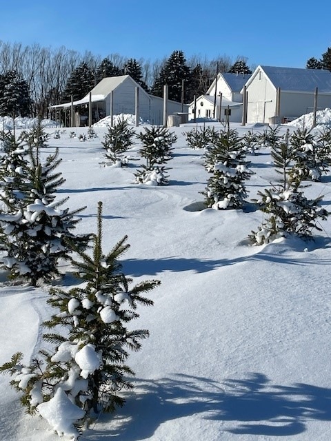 Picture of young pine trees in the snow under a blue sky.