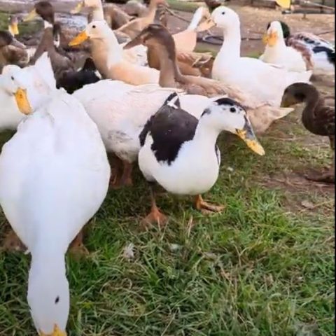 white and black and white spotted ducks stand in green grass