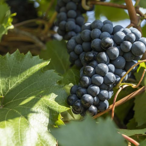 A picture of a bunch of grapes attached to a vine outside surrounded by green leaves.