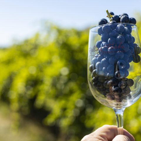 A picture of a hand holding a wine glass with a bunch of blue grapes in it,