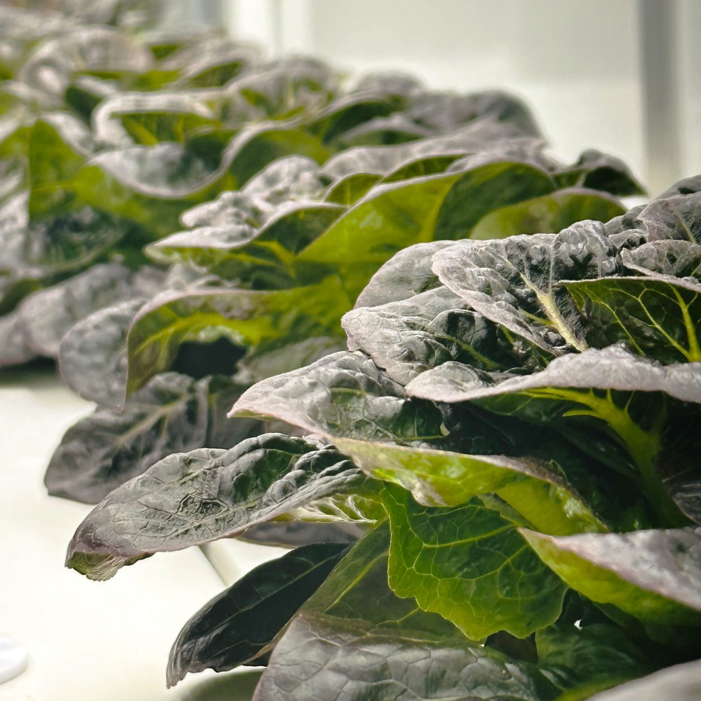 A closeup picture of a row of fresh greens. The leaves are a variety of shades of dark and light greens.