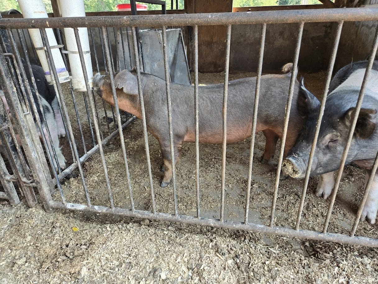 Pigs in a barn