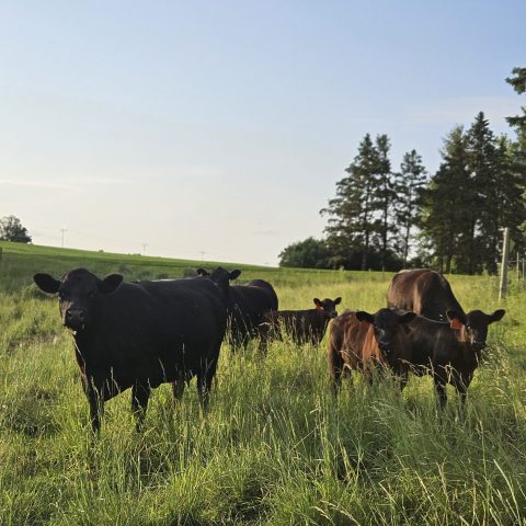 Black and brown cows and calves in a lush green pasture.