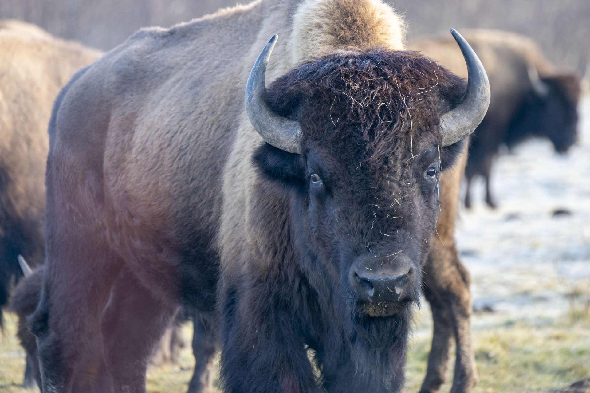 Closeup of bison standing in lightly snow colored field with more bison in the background