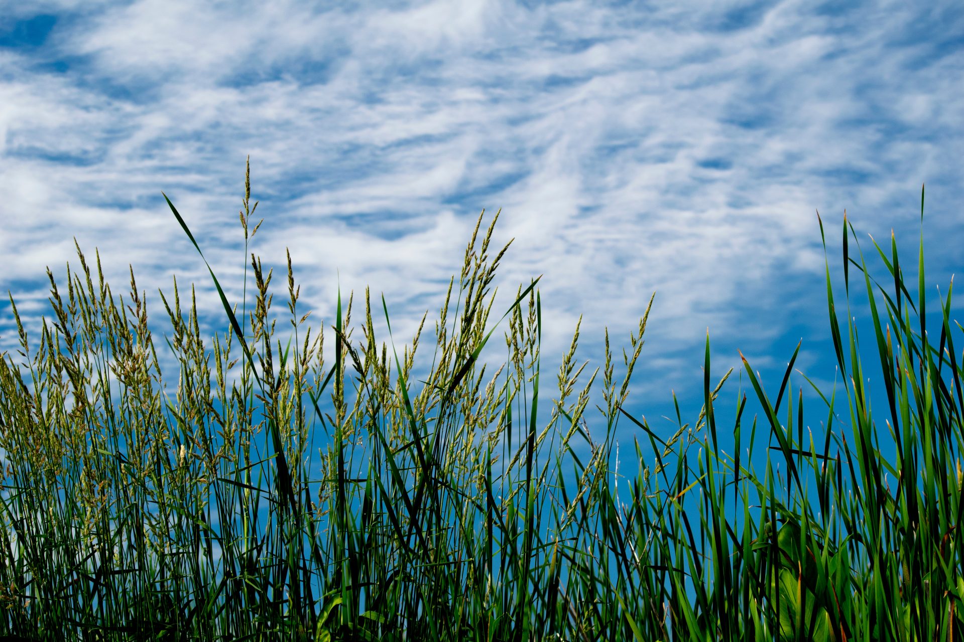 A landscape picture of wild rice plants growing in wild rice beds with a beautiful blue sky with clouds in the background.