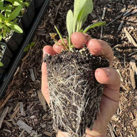 Picture of a hand holding a plant plug with small green plant growing at the top and the soil root system below.
