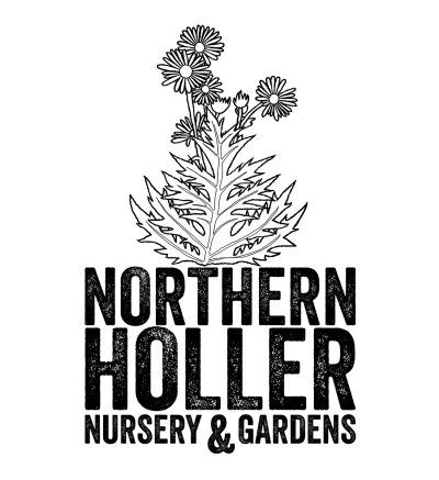 Northern Holler logo with a line drawing of native wild flowers