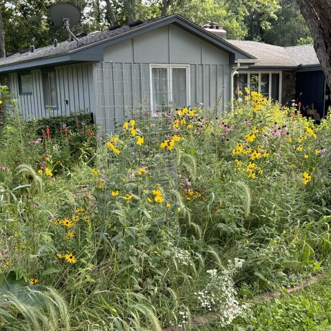 Picture of native plant garden in front of a grey building, with yellow black-eyed susan flowers and other long grasses.