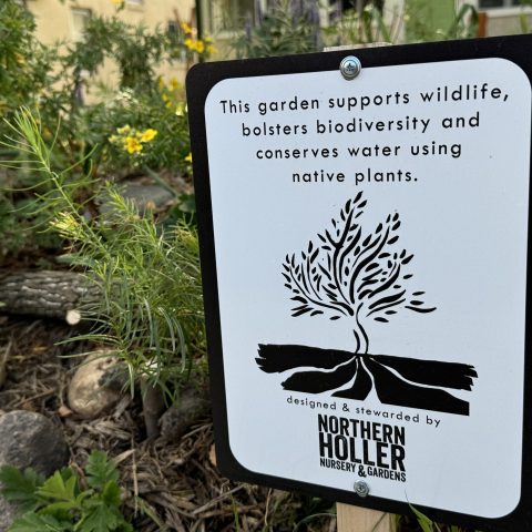 Picture of sign that says "This garden supports wildlife, bolsters biodiversity and conserves water using native plants. Designed and stewarded by Northern Holler Nursery & Gardens"