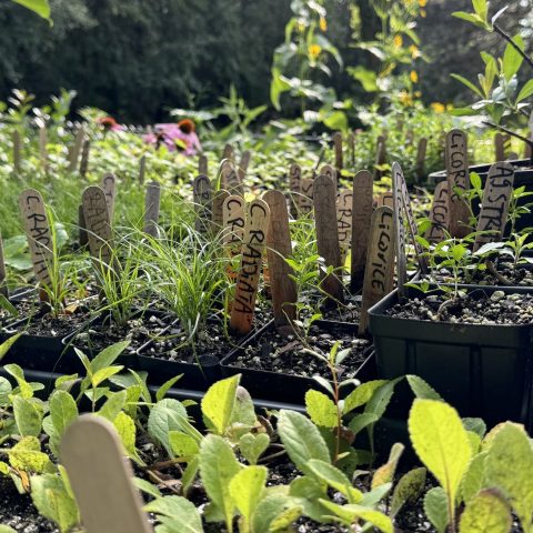Picture of native plant starter plant plugs with popsicle sticks inserted in the dirt labeling each plant.