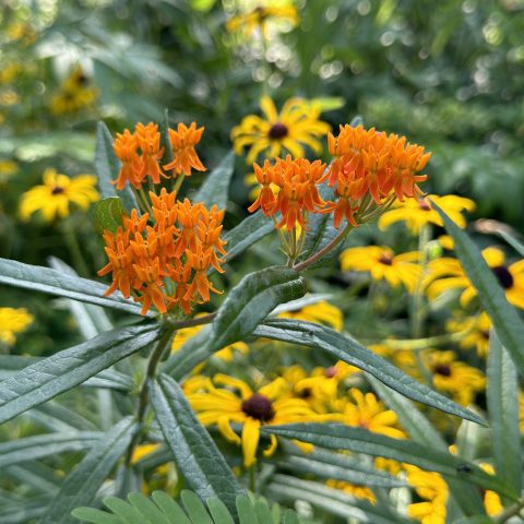 Picture of yellow and orange native plant wildflowers growing outside amongst black-eyed susans.