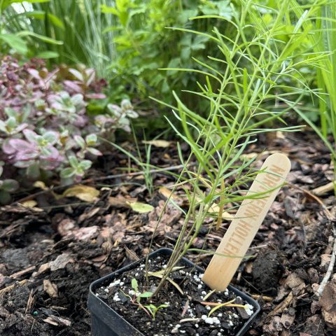 Closeup picture of a native plant plug growing in the dirt with a wooden popsicle stick labeling the plant.