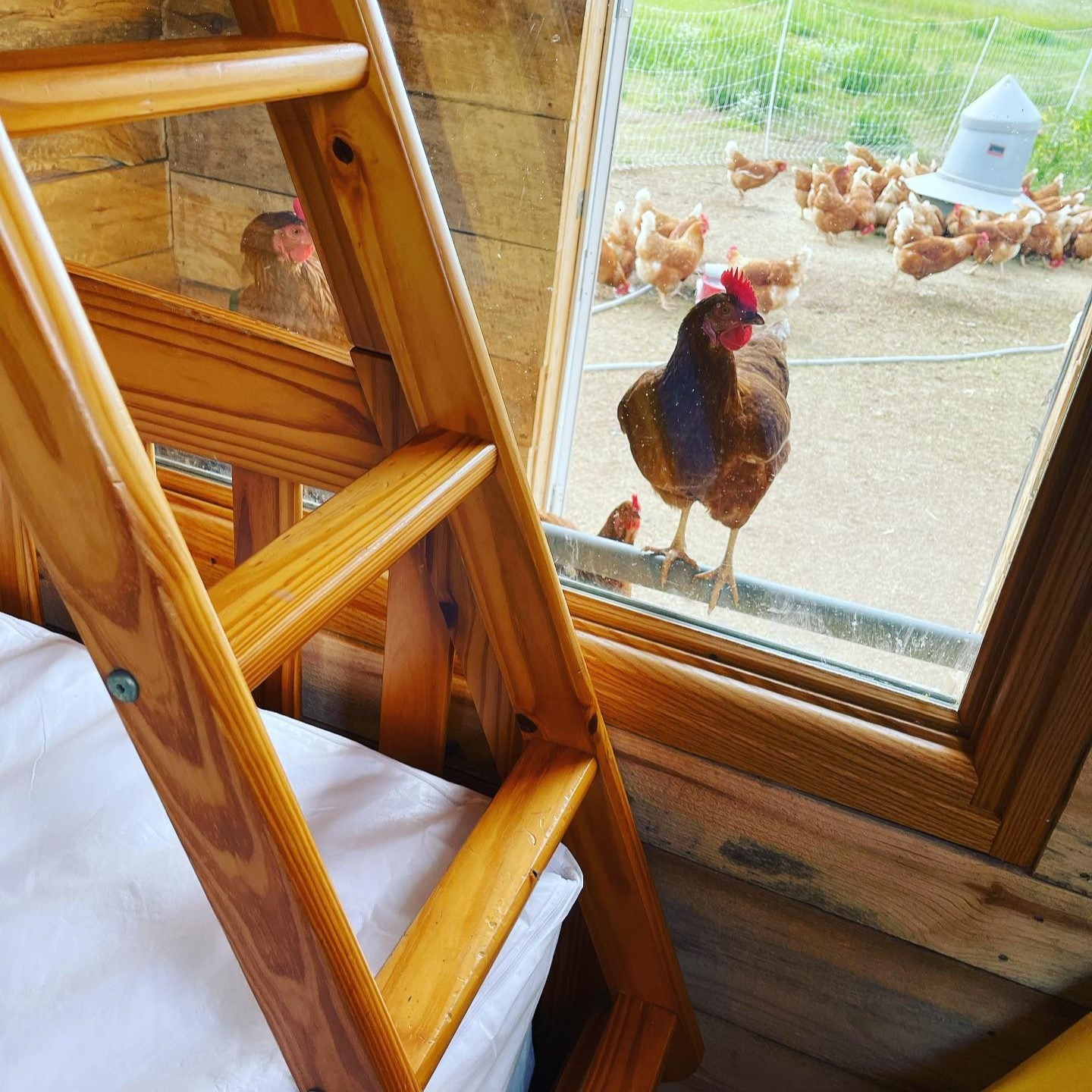 2024.5.20 Submitted Farm Lola chicken farmstay Picture from inside a cabin at Farm Lola of view of a flock of chickens outside the window. Perched on the outside window sill is a brown chicken, getting up close and personal!