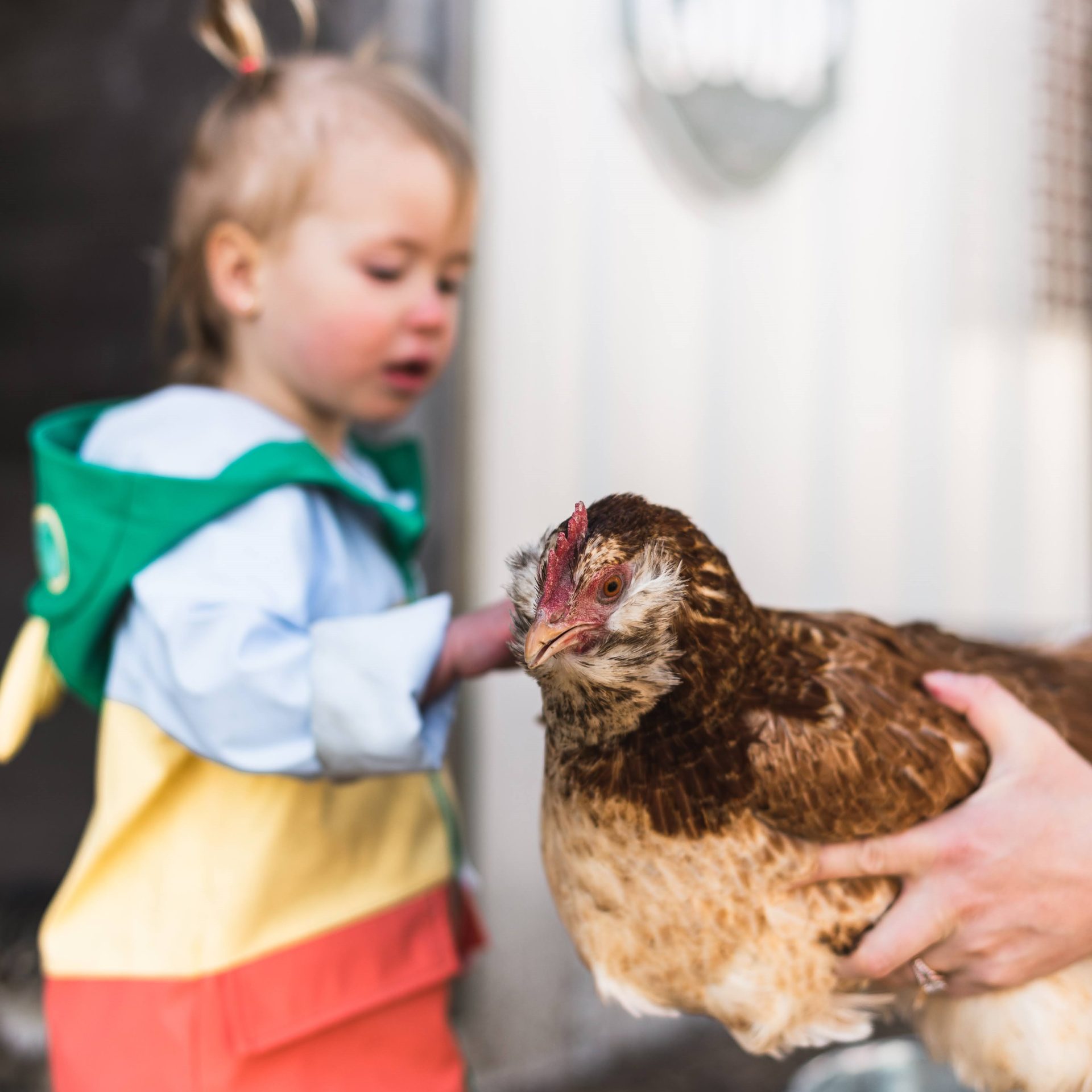 2025.05.07 Submitted Feathered Acres girl petting chicken Picture of a young girl petting a chicken held in a pair of hands.
