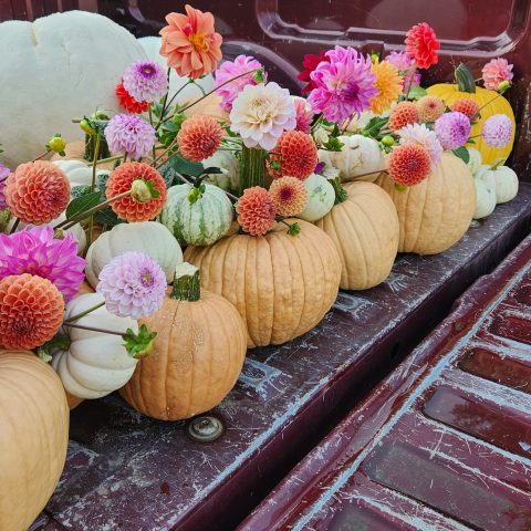 Picture of a row of pale yellow pumpkin squashes with bouquets of flowers peeking out of them. The flowers are various shades of purples, oranges, whites, and pinks.
