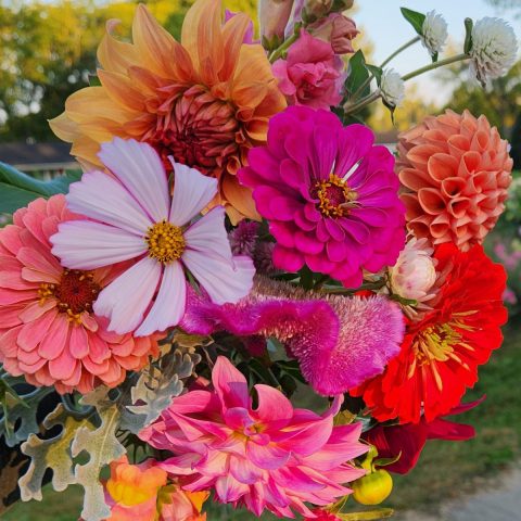 Picture of a vibrant bouquet featuring flowers of various shades of oranges, pinks, yellows, and purples with greenery.