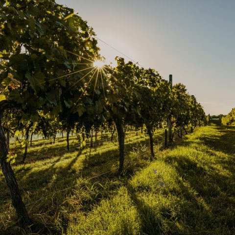 Looking down a long row of grape vines in the vineyard