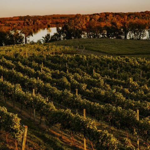 Golden sunshine falls on rows of grape vines, with a lake in the vineyard background