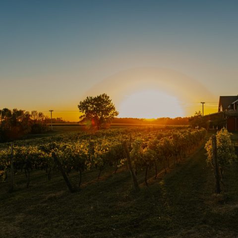 The sun rises on the horizon over a Minnesota vineyard and farmhouse