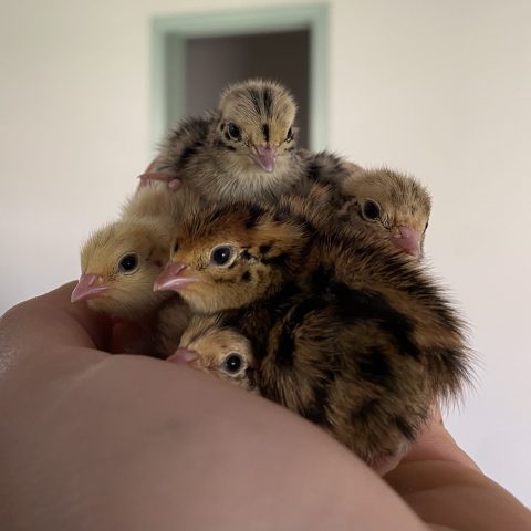 a handful of baby bird chicks, likely quail or duck