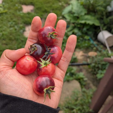 a handful of heirloom cherry tomatoes