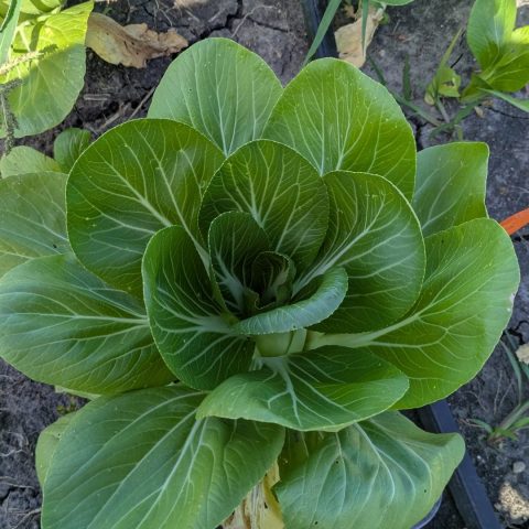 a leafy green veggie in the soil, cabbage esque