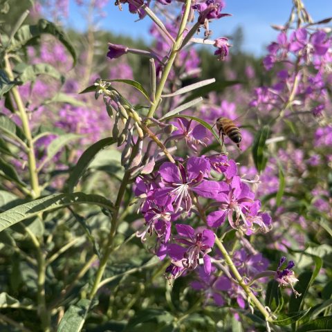 a bumble bee landing on a purple flower in a field