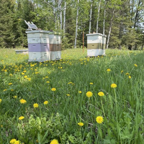 bee hive boxes in a field