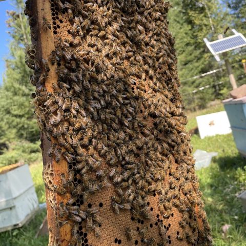 bees on a bee hive frame