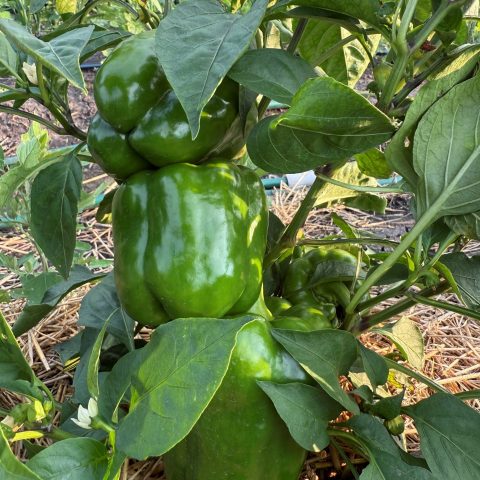 fresh green peppers on the plant