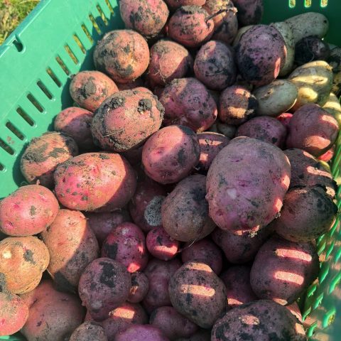 red potatoes, freshly harvested still covered in soil, in a green baskwet
