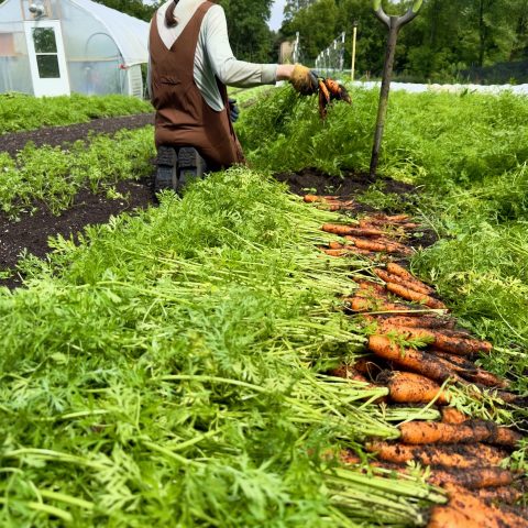 freshly pulled crrots covered with a bit of dirt are stacked nearty in a field, a woman is facing away from the camera stacking freshly pulled carrots